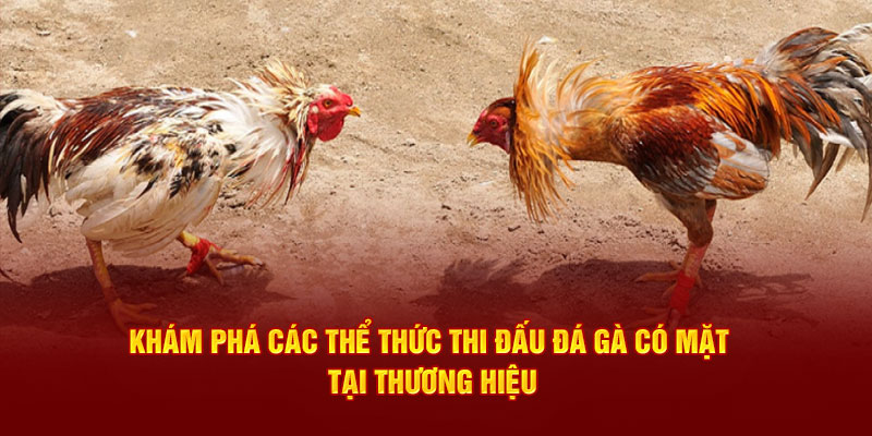 Khám phá các thể thức thi đấu đá gà có mặt tại thương hiệu