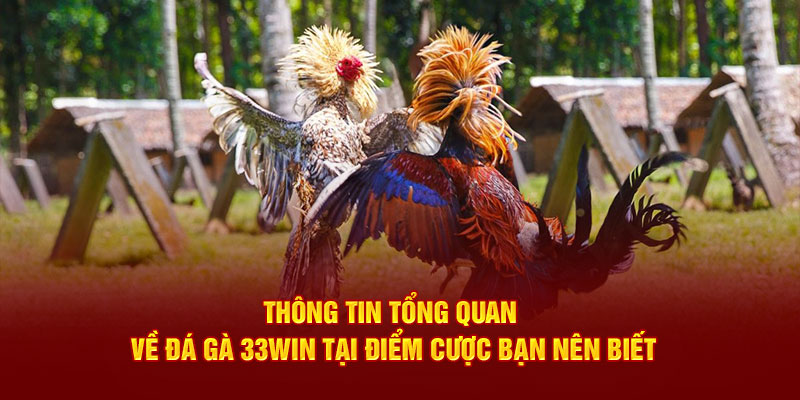 Thông tin tổng quan về đá gà 33Win tại điểm cược bạn nên biết