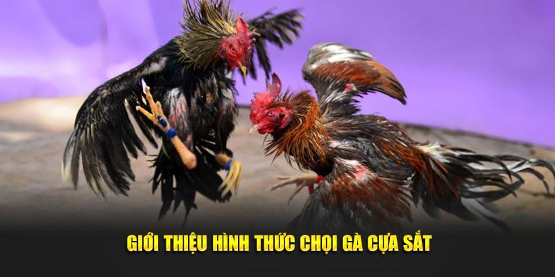 Đá gà cựa sắt